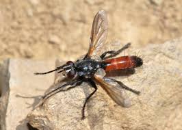 Attēlu rezultāti vaicājumam “Cylindromyia sp.”