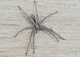 Attēlu rezultāti vaicājumam “Philodromidae”