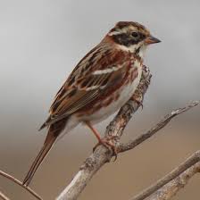 Image result for Emberiza rustica