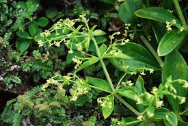 Attēlu rezultāti vaicājumam “Rubiaceae”