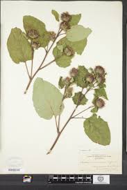 Attēlu rezultāti vaicājumam “Arctium nemorosum”