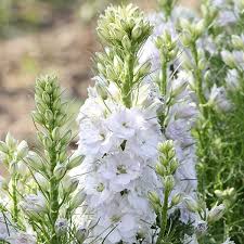 Image result for Rittersporn