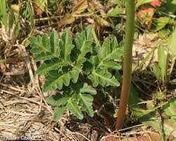 Attēlu rezultāti vaicājumam “Botrychium multifidum”