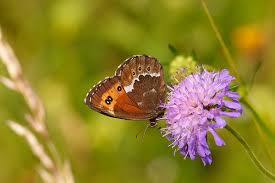 Attēlu rezultāti vaicājumam “Erebia ligea”