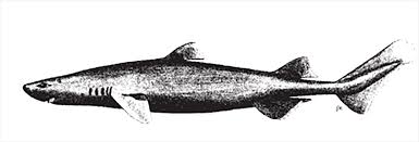 Image result for Dalatias licha