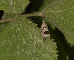 Attēlu rezultāti vaicājumam “Notocelia uddmanniana”
