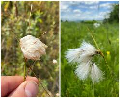 Attēlu rezultāti vaicājumam “Eriophorum gracile leaf”