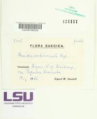 Attēlu rezultāti vaicājumam “Bacidia subincompta”