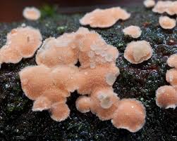 Attēlu rezultāti vaicājumam “Aleurodiscus amorphus”