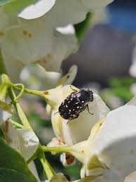 Attēlu rezultāti vaicājumam “Oxythyrea funesta”