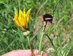 Attēlu rezultāti vaicājumam “Microbotryum tragopogonis - pratensis”