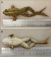 Attēlu rezultāti vaicājumam “Pelophylax juvenile”