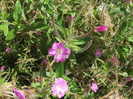 Image result for Epilobium hirsutum
