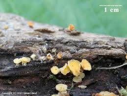 Attēlu rezultāti vaicājumam “Hymenoscyphus calyculus”