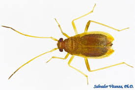 Attēlu rezultāti vaicājumam “Miridae”