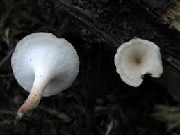 Attēlu rezultāti vaicājumam “Polyporus tubaeformis”