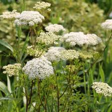 Attēlu rezultāti vaicājumam “Cenolophium denudatum leaf”