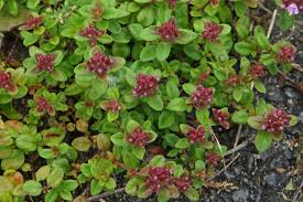 Attēlu rezultāti vaicājumam “Thymus pulegioides fruit”