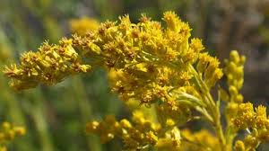 Image result for Solidago virgaurea