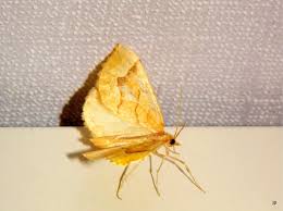 Attēlu rezultāti vaicājumam “Eulithis mellinata”