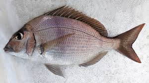 Image result for Stenotomus chrysops