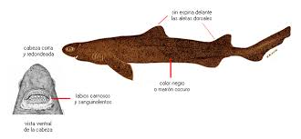 Image result for Dalatias licha