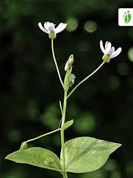 Attēlu rezultāti vaicājumam “Claytonia sibirica”