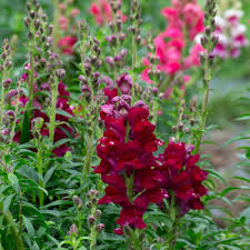 Image result for Antirrhinum majus