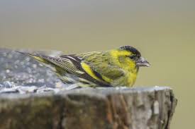 Attēlu rezultāti vaicājumam “Carduelis spinus”