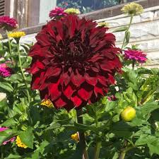 Image result for Dahlia Darkarin`