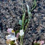 Attēlu rezultāti vaicājumam “Diplotaxis muralis fruit”