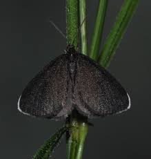 Attēlu rezultāti vaicājumam “Odezia atrata”