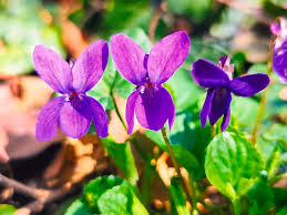 Attēlu rezultāti vaicājumam “Viola sororia flower”