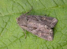 Attēlu rezultāti vaicājumam “Lacanobia suasa”