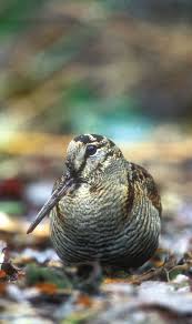 Attēlu rezultāti vaicājumam “Scolopax rusticola juvenile”