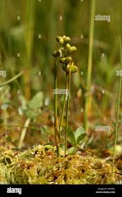 Attēlu rezultāti vaicājumam “Scheuchzeriaceae”