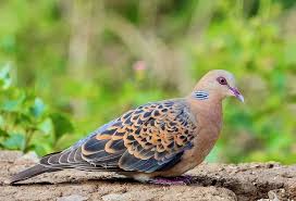 Image result for Streptopelia orientalis