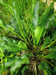 Attēlu rezultāti vaicājumam “Rumex hydrolapathum fruit”