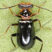 Attēlu rezultāti vaicājumam “Malachidae”