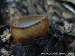 Attēlu rezultāti vaicājumam “Humaria hemisphaerica”