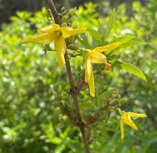 Attēlu rezultāti vaicājumam “Forsythia viridissima flower”