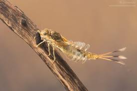 Attēlu rezultāti vaicājumam “Siphlonurus”