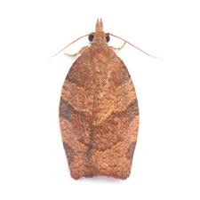 Attēlu rezultāti vaicājumam “Pandemis”