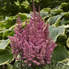 Attēlu rezultāti vaicājumam “Astilbe chinensis”