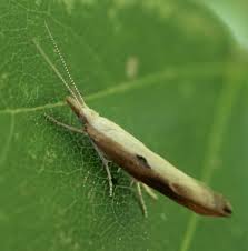 Attēlu rezultāti vaicājumam “Ypsolophidae”