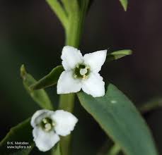 Attēlu rezultāti vaicājumam “Thesium alpinum”