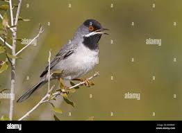 Image result for Sylvia rueppelli