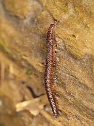 Attēlu rezultāti vaicājumam “Craspedosoma rawlinsi”