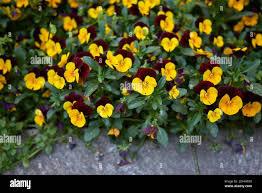 Attēlu rezultāti vaicājumam “Viola x williamsii flower”