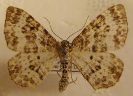 Attēlu rezultāti vaicājumam “Epirrhoe tristata imago”